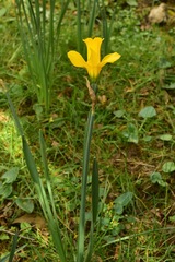 Narcissus confusus