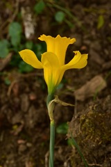 Narcissus confusus