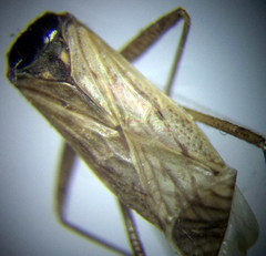 Nabis punctatus