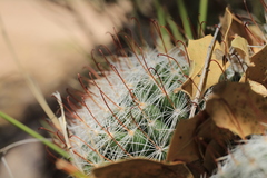 Mammillaria wrightii wilcoxii