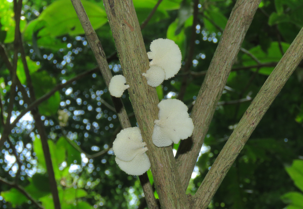 Favolus brasiliensis · November 2020 · photo: © diogoluiz (iNaturalist, cc-by)