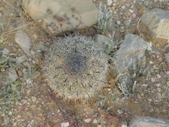 Echinomastus unguispinus