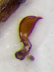 Nabis punctatus