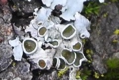 Parmelina carporrhizans