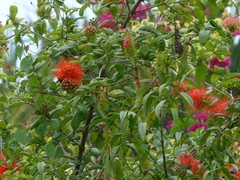 Combretum constrictum