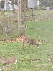 Odocoileus virginianus