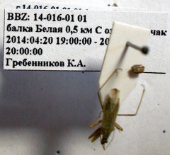 Nabis punctatus