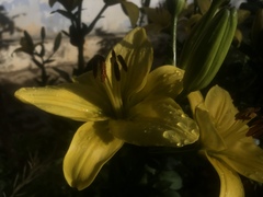 Lilium