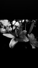 Lilium