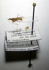Nabis rugosus