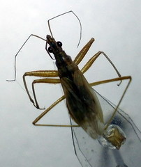 Nabis rugosus