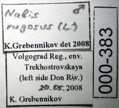 Nabis rugosus