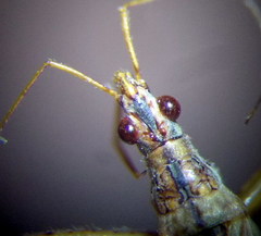 Nabis rugosus
