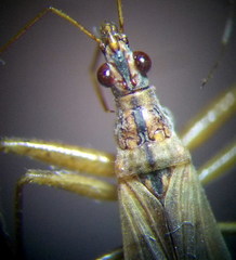 Nabis rugosus