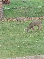 Odocoileus virginianus