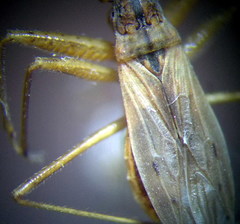 Nabis rugosus
