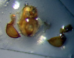 Nabis rugosus