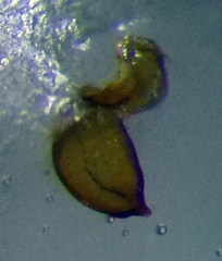 Nabis rugosus