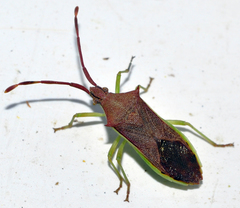 Plinachtus imitator