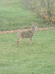 Odocoileus virginianus