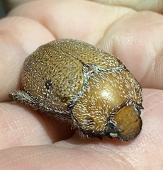 Anoplognathus velutinus