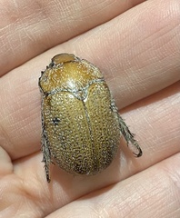 Anoplognathus velutinus