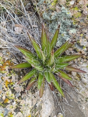 Agave filifera