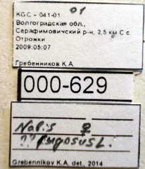 Nabis rugosus