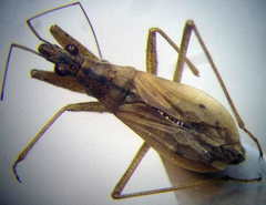 Nabis rugosus