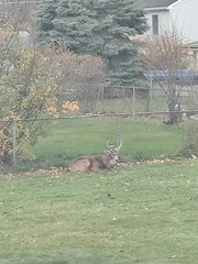 Odocoileus virginianus