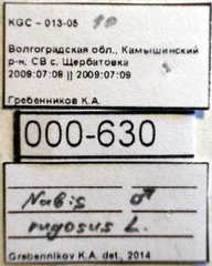 Nabis rugosus