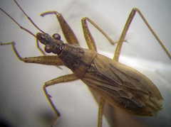 Nabis rugosus