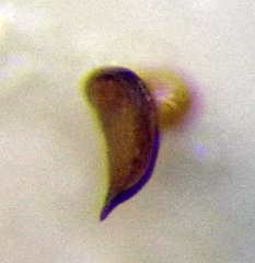 Nabis rugosus