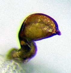 Nabis rugosus