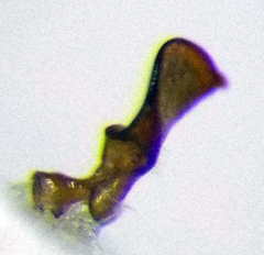 Nabis rugosus