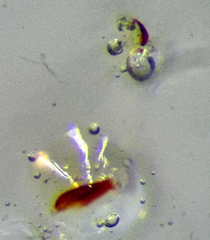 Nabis rugosus