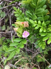 Boronia alata
