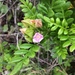 Boronia alata - Photo (c) Muriel Bendel, μερικά δικαιώματα διατηρούνται (CC BY-NC), uploaded by Muriel Bendel