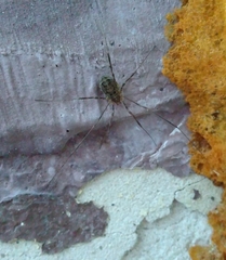 Opilio parietinus