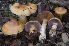 Cortinarius caligatus