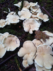 Albatrellus avellaneus