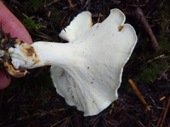 Albatrellus avellaneus