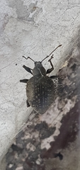 Otiorhynchus