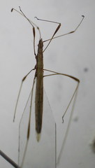 Neides tipularius