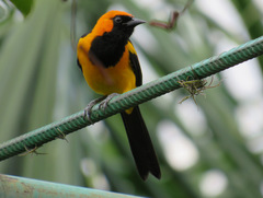 Icterus auricapillus