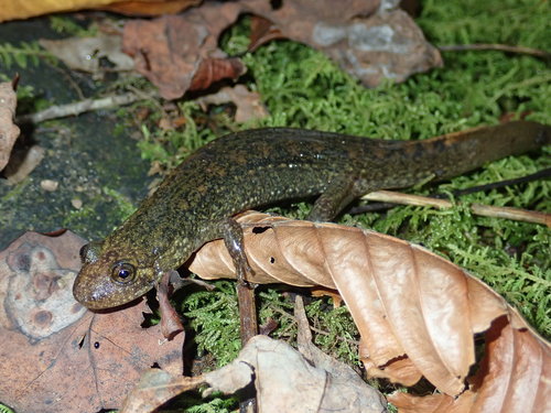 Southern Blackbelly Salamander