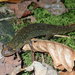 Desmognathus amphileucus - Photo (c) Daniel Folds, algunos derechos reservados (CC BY-NC), uploaded by Daniel Folds