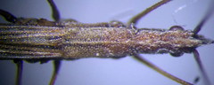 Neides tipularius