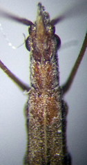 Neides tipularius