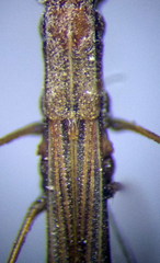 Neides tipularius